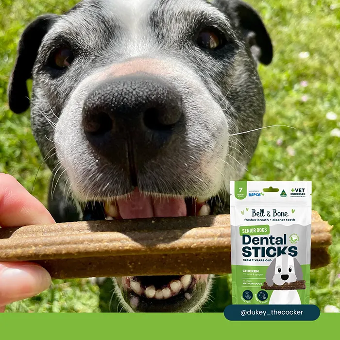 Dental Stick Chicken Senior Dog Treat - Image 4
