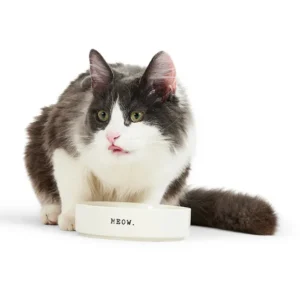 Ceramic Meow Cat Bowl White XS-250ml