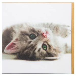 Playful Kitten Card